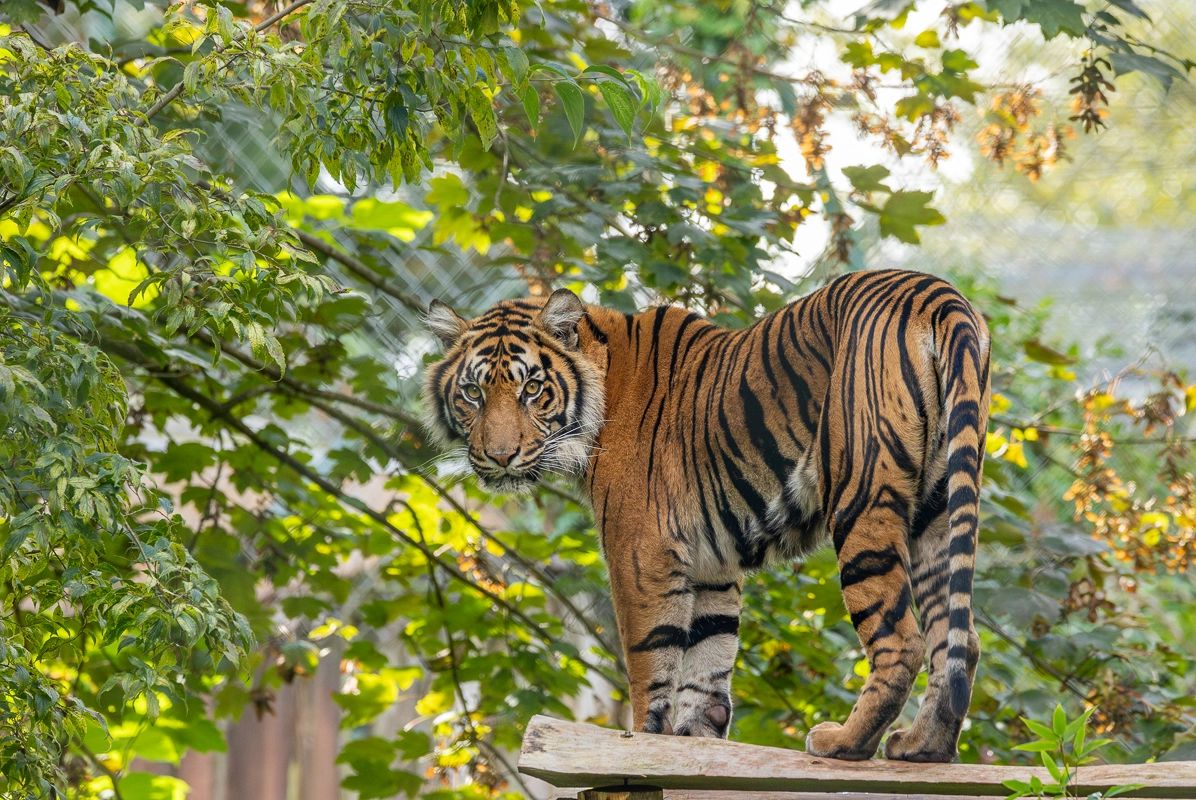 paignton_zoo_2