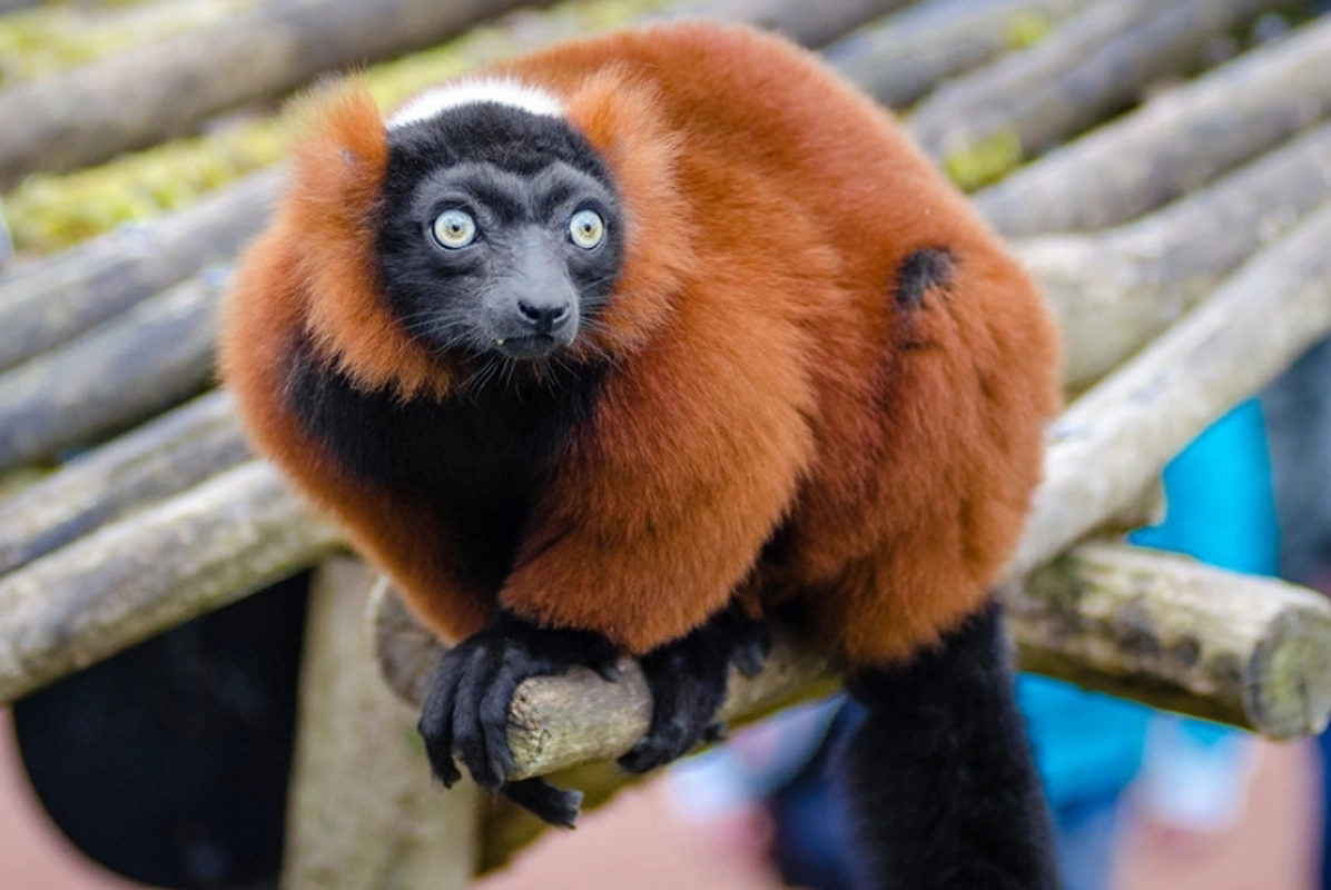 shaldon_zoo_2